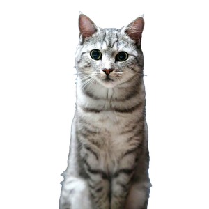 Charming Silver Tabby Cat Looking Curiously At The Camera While Sitting Indoors. 14151 - Cat PNG image with transparent background